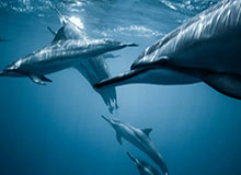 【欧洲杯】凯恩加时致胜球 英格兰2比1丹麦首进决赛